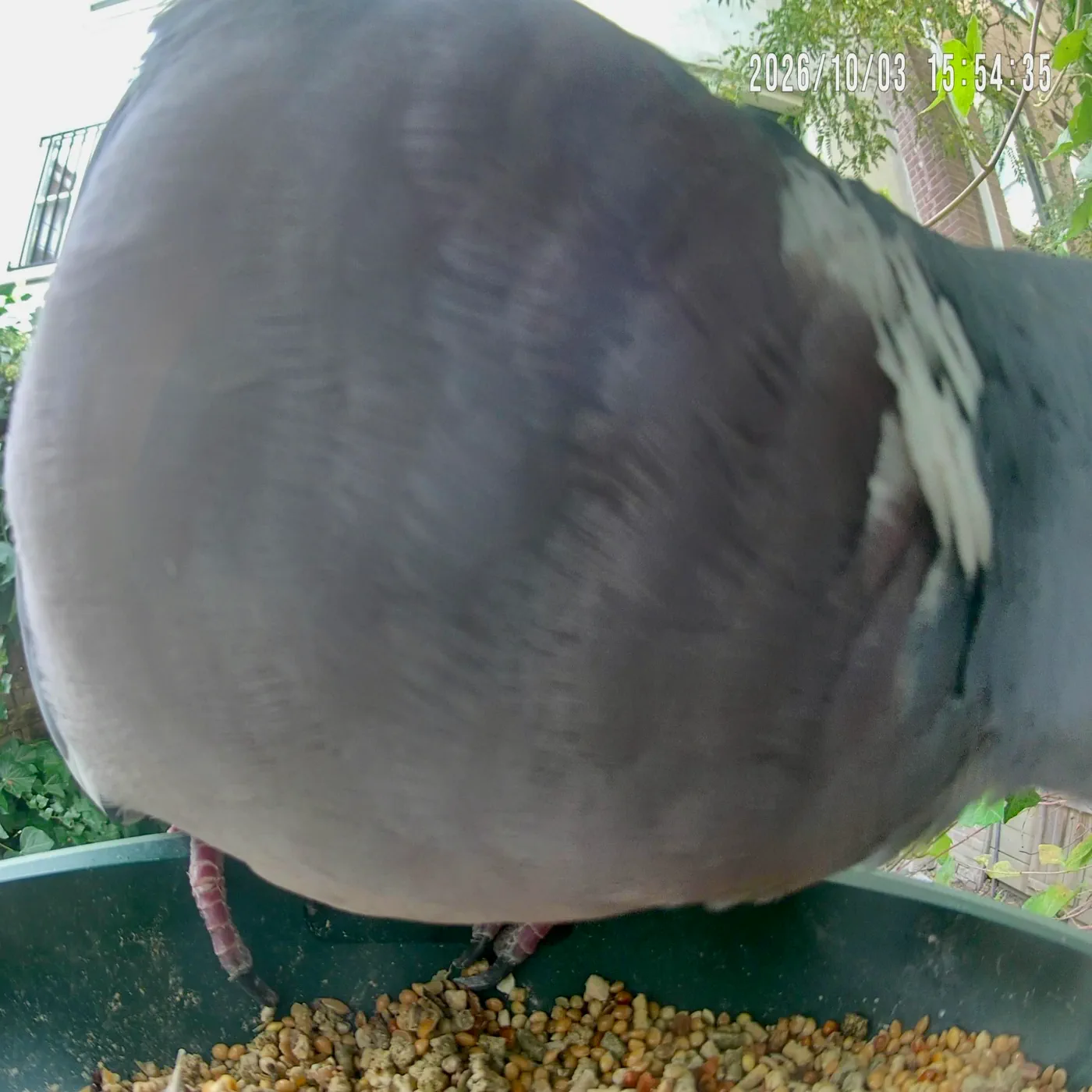 Why an AI Bird Feeder Turned Backyard Nature Watching Into a Pest Nightmare